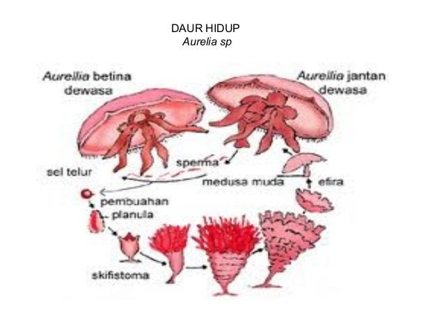  Contoh  Hewan  Berkembang Biak Secara Ovovivipar Contoh  Kertas