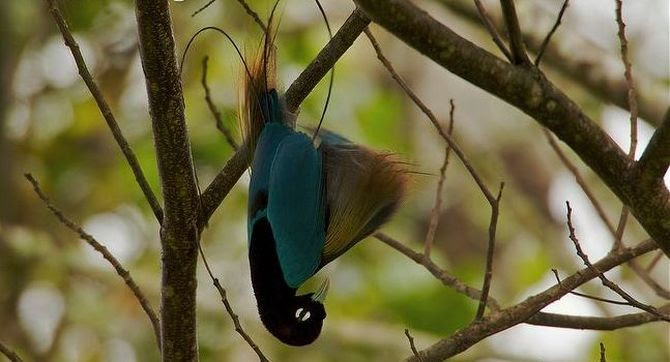 райские птицы, птицы новой гвинеи и австралии, Paradisaeidae, Bird of Paradis