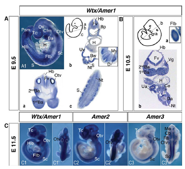 On vimeo, the home for high quality videos and the people who love them. Amer3 Mgi Mouse Gene Detail Mgi 3026939 Apc Membrane Recruitment 3