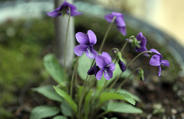 すべての美しい花の画像 ラブリーすみれ 花 写真 フリー