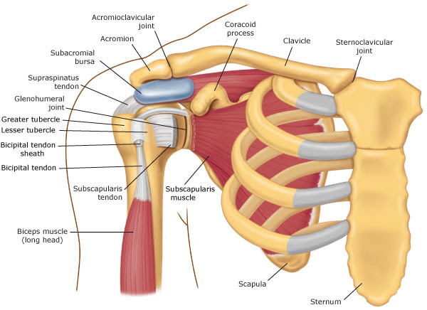 The tendons attach the muscles to the bone and allow movement in the shoulder, as well as providing strength to hold the ball in its socket. Muscle Anatomy Of The Shoulder Anatomy Drawing Diagram