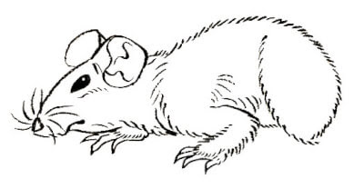 新着ねずみ イラスト リアル イラスト画像