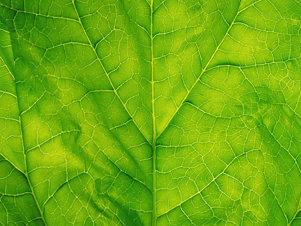 Detail of a leaf of spinach.