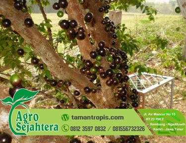 Jaboticaba disebut juga anggur brazil lantaran sosok. Jual Bibit Anggur Jaboticaba