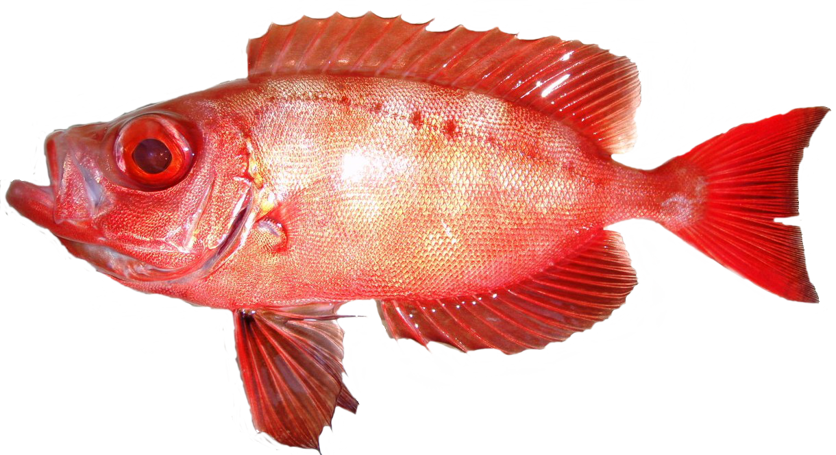 50 赤い 魚 すべての魚の画像
