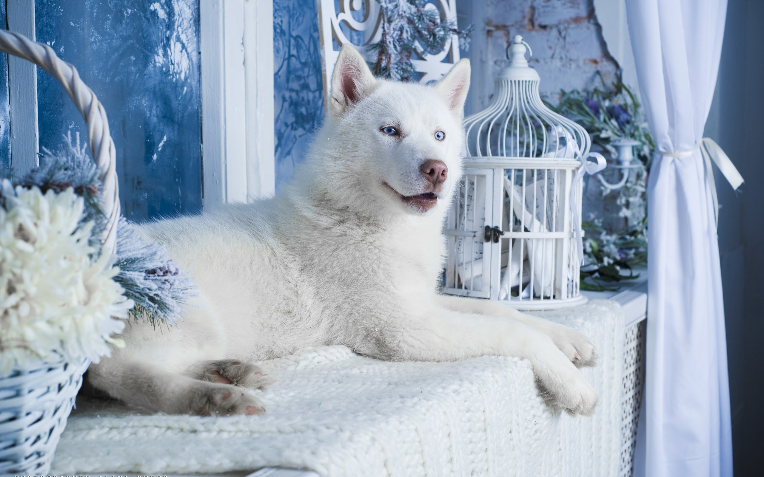 ベスト 犬 壁紙 Pc Jpbestwallpaper