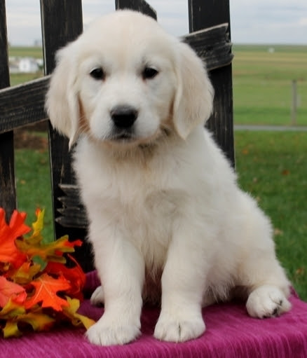 Lancaster puppies pairs english cream golden retriever breeders with great people like you. Adorable English Creme Golden Retriever Puppies Boston For Sale Boston Lowell Andover Pets Other Pets