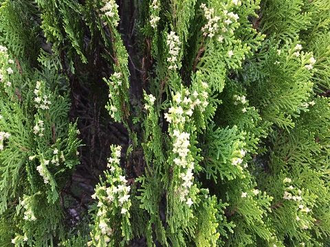 ラブリーゴールドクレスト 花 美しい花の画像