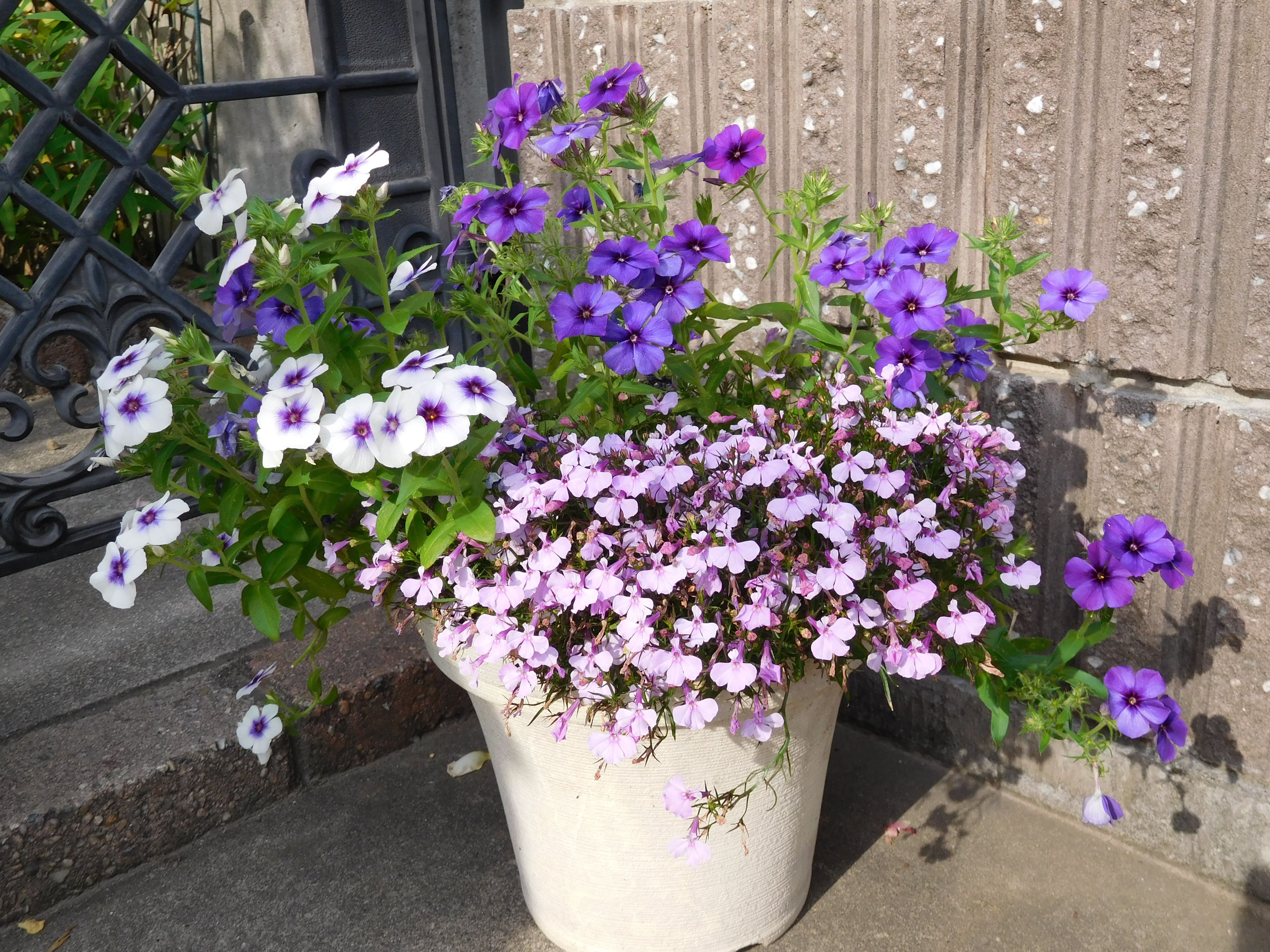すべての美しい花の画像 ラブリー夏植え 花