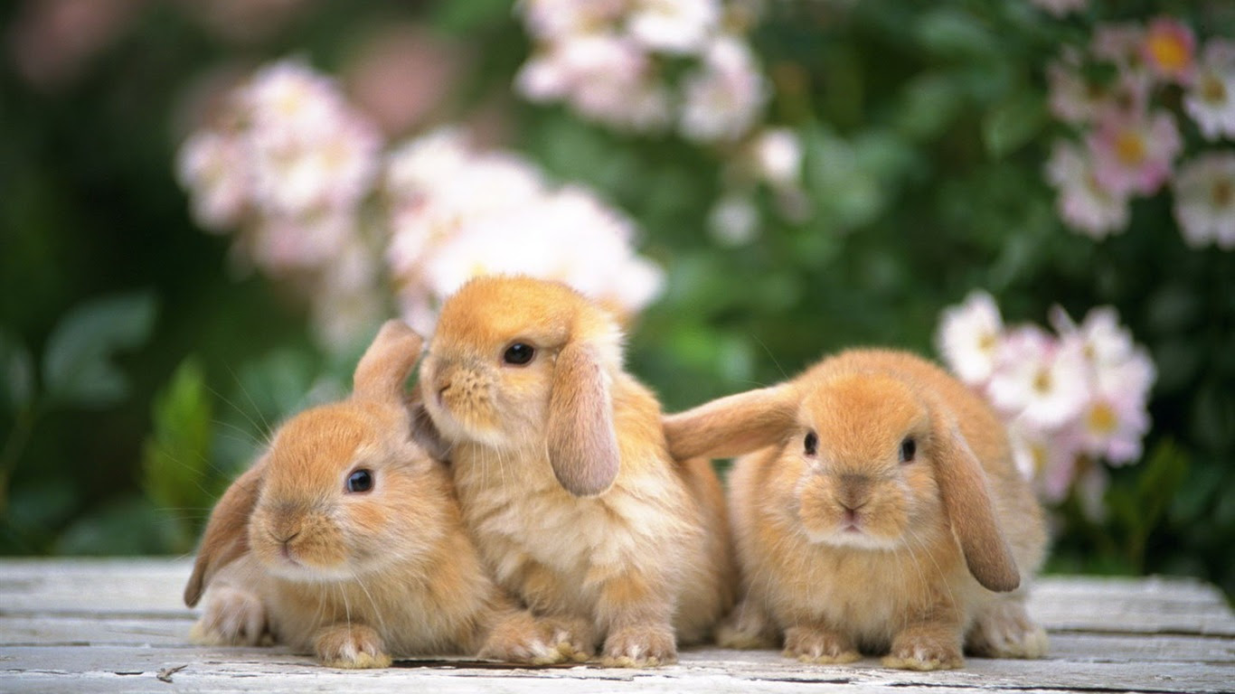 100 Epic Bestうさぎ 壁紙 高画質 花の画像