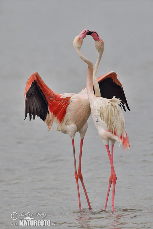 Gambar Hewan Flamingo Gambar Hewan