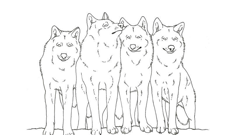 wolf pack coloring pages  why is wolf pack coloring pages