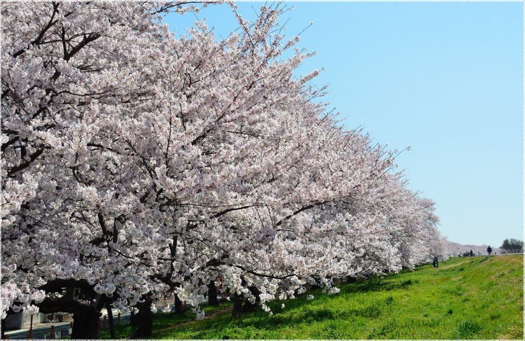 無料ダウンロード埼玉県 花 見ごろ すべての美しい花の画像