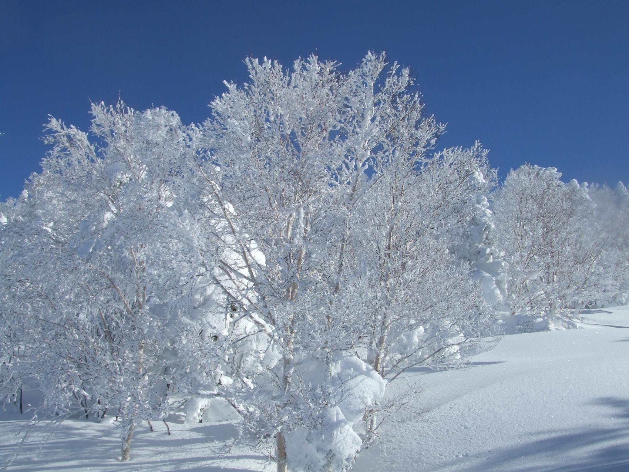 50 雪景色 壁紙 Pc 美しい花の画像