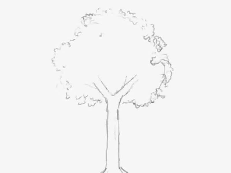 木 イラスト リアル 書き方 木 イラスト リアル 書き方 Ikipicapixnem