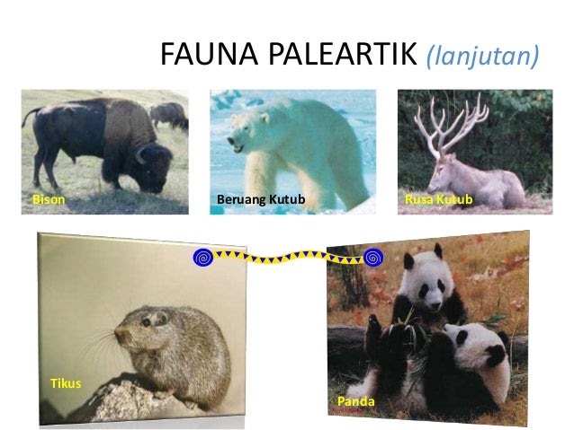 55 Contoh Hewan  Fauna Neotropik