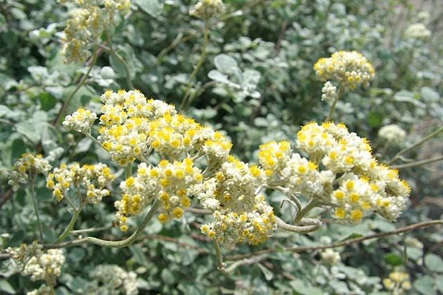 ベストヘリクリサム 花 最高の花の画像