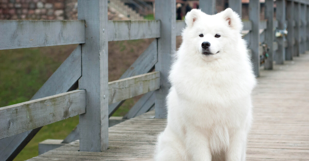 100 Epic Best白い 犬 ふわふわ 最高の花の画像