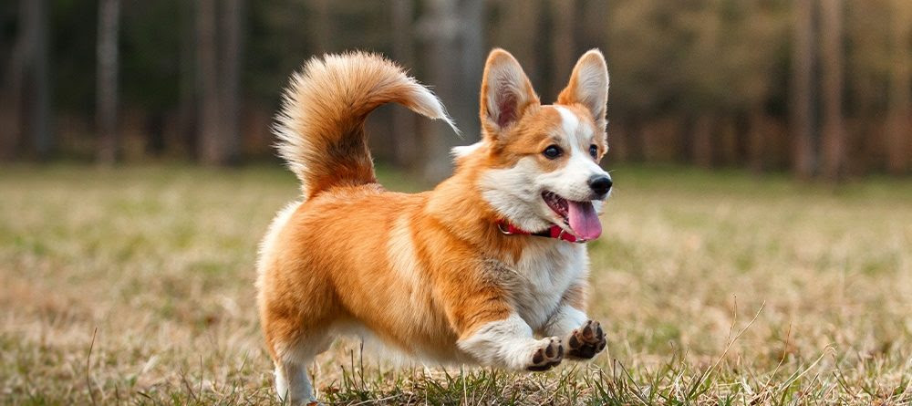 0以上 コーギー ミックス 犬 ミックス 犬種 コーギー Freeakulimopik