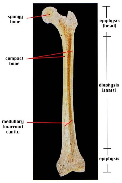 Anatomy part i at pope john xxiii high school. Long Bone