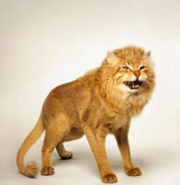 動物画像無料 最新のhd猫 ライオン たてがみ
