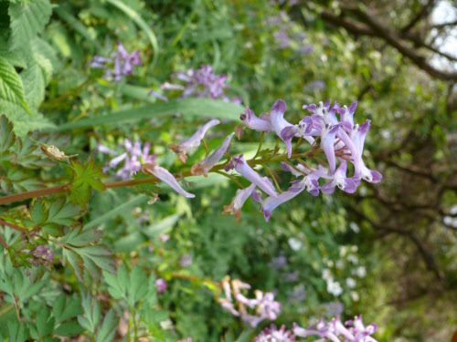 75 春の野草 紫 最高の花の画像