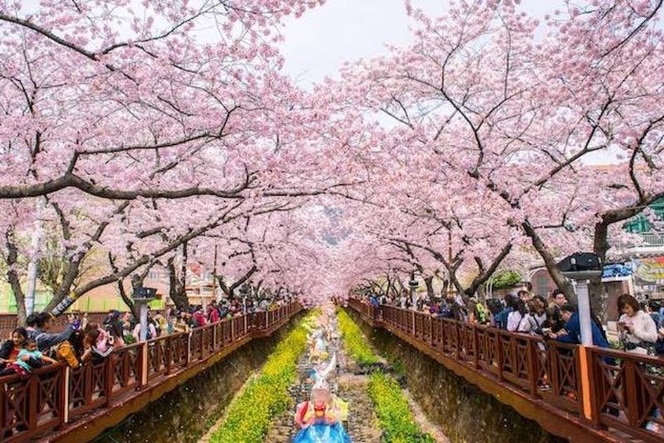 Taman Bunga Sakura  Di  Korea Selatan Waktunya Musim  Semi 