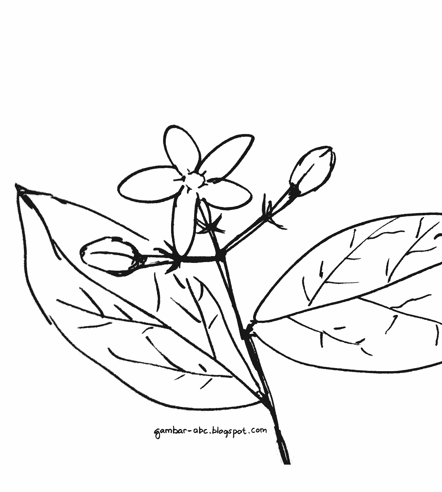 Sketsa Bunga Contoh Lukisan Bunga Sakura Sederhana