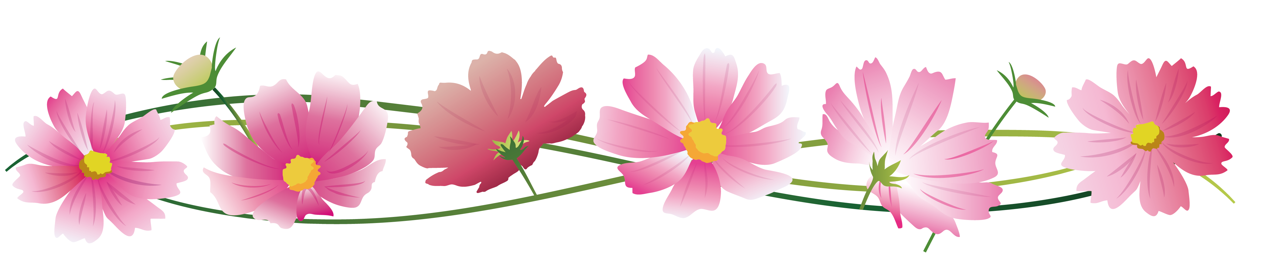 ベスト50 コスモス 秋 の 花 イラスト 美しい花の画像