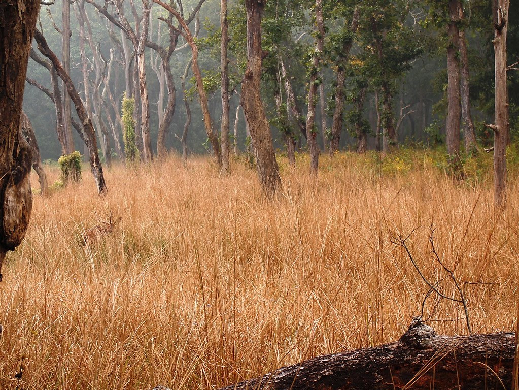 chitwan national park + elephant breeding center