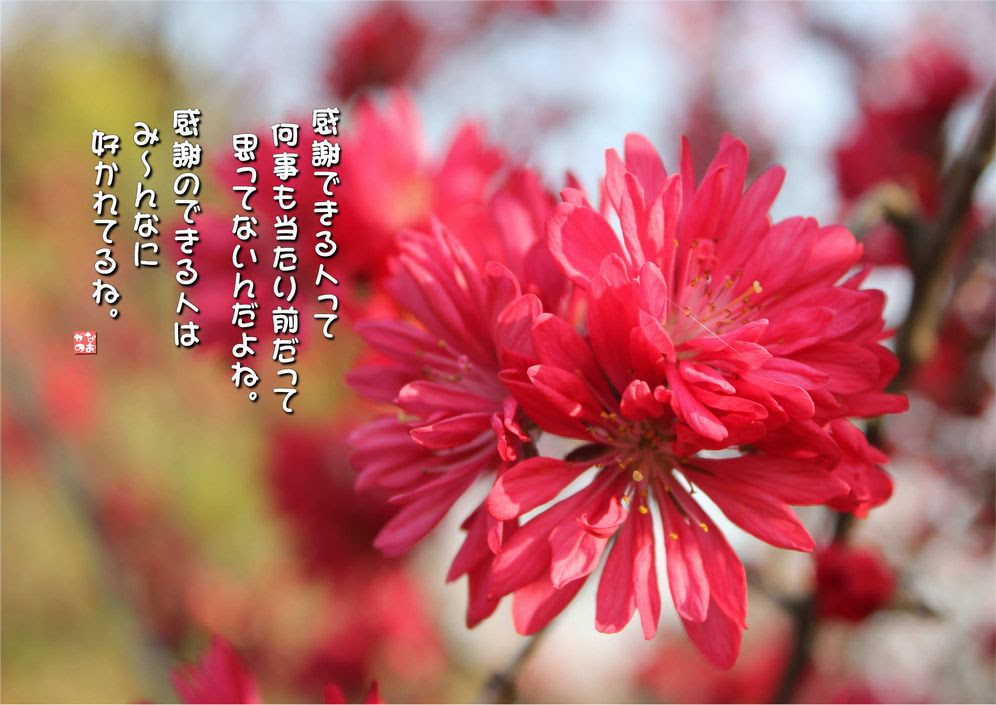 すべての美しい花の画像 無料ダウンロード桃 言葉
