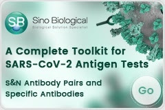 VHH Antibodies (Nanobodies) Advantages and Limitations