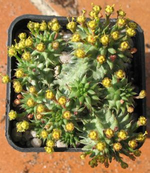 Rende giallo e brillante qualsiasi oggetto; Piante Grasse
