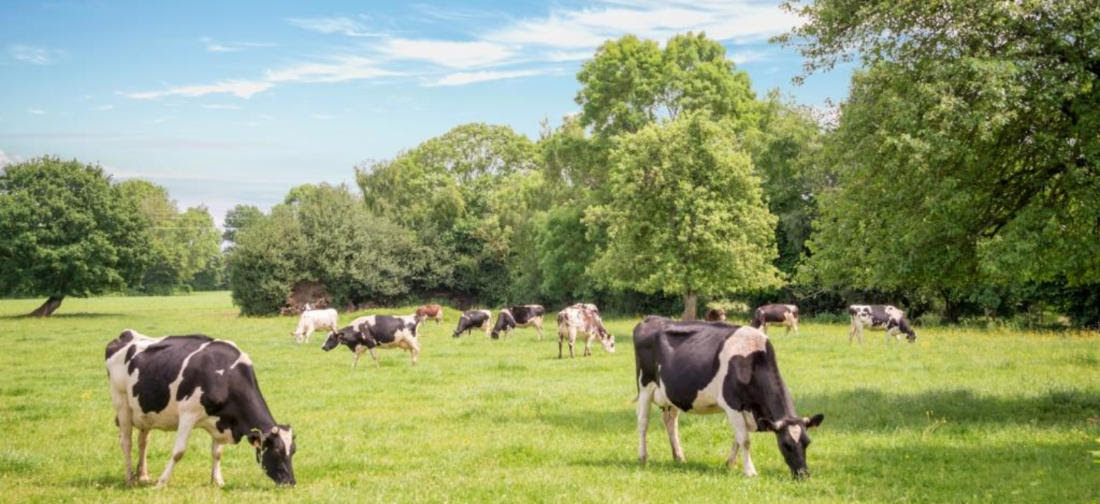 Redução de custos de produção e de emissões de CO2 são prioridades para o setor leiteiro