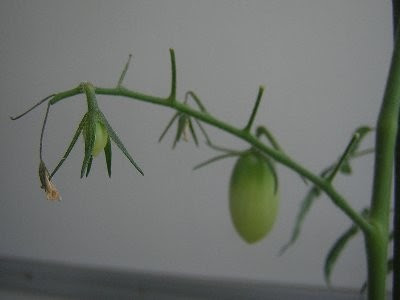 新鮮なトマト 花 落ちる すべての美しい花の画像