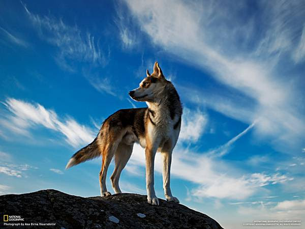 最新のhdかっこいい スマホ 壁紙 動物 すべての動物画像