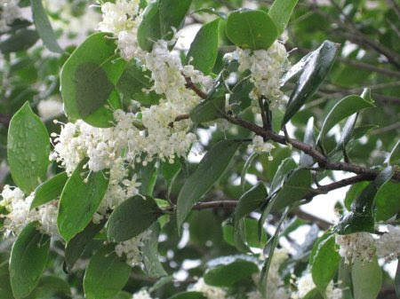 すべての美しい花の画像 50 素晴らしいいい香り 花