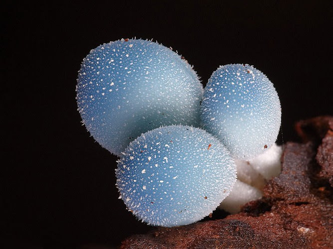 photos of mushrooms