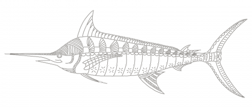 Download 310+ Fish Marlin Coloring Pages PNG PDF File