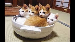 Kasword かわいい 猫 おもしろい 画像