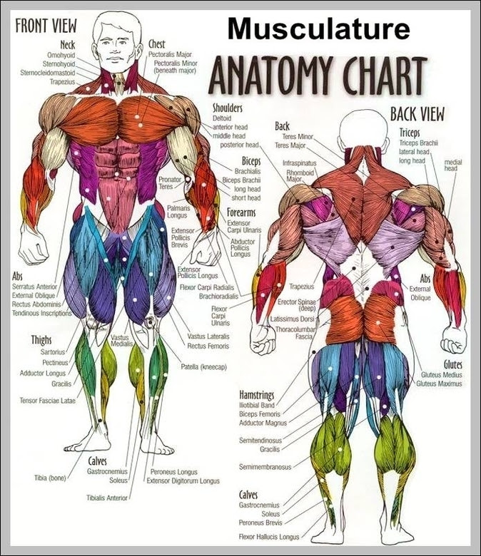 The foot incorporates countless muscles, bones, tendons and ligaments into simple motion and. Map Of Back Muscles Graph Diagram