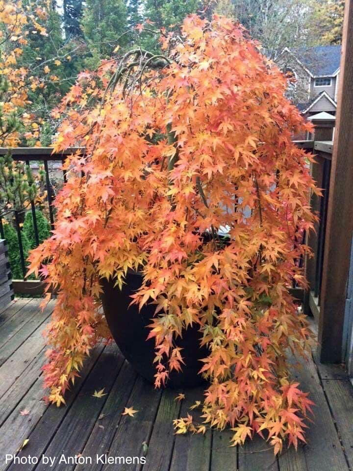 Japanese maple trees are one of the most collected and desirable trees sold in nurseries today. Buy Acer Palmatum Ryusen Japanese Maple Mr Maple Buy Japanese Maple Trees