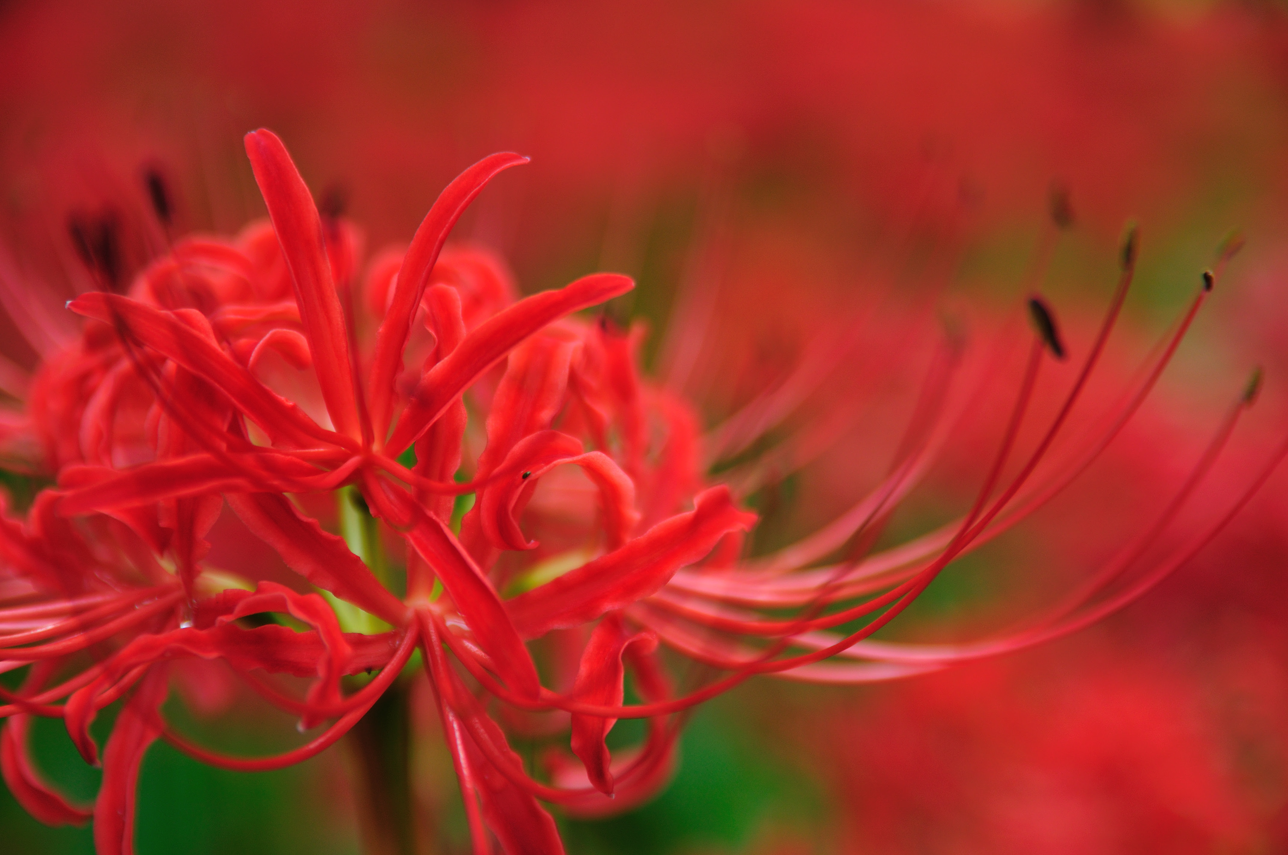 すべての花の画像 最新彼岸花 壁紙 高画質