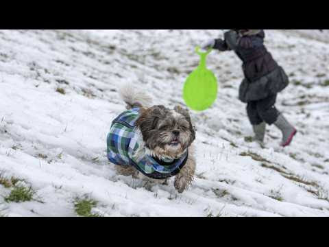 ANIMAUX. Un chien peut-il avoir un rhume ?