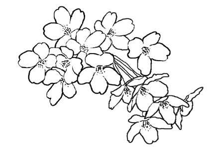 桜の花びら フレーム 桜 イラスト 白黒