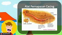  Alat  Pernapasan  Hewan  IPA SD KELAS PAK PRIS