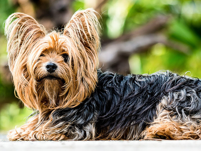 Lebenserwartung yorkshire terrier durch bewegung und geistige beschäftigung erhöhen 2. Yorkshire Terrier Hunde123