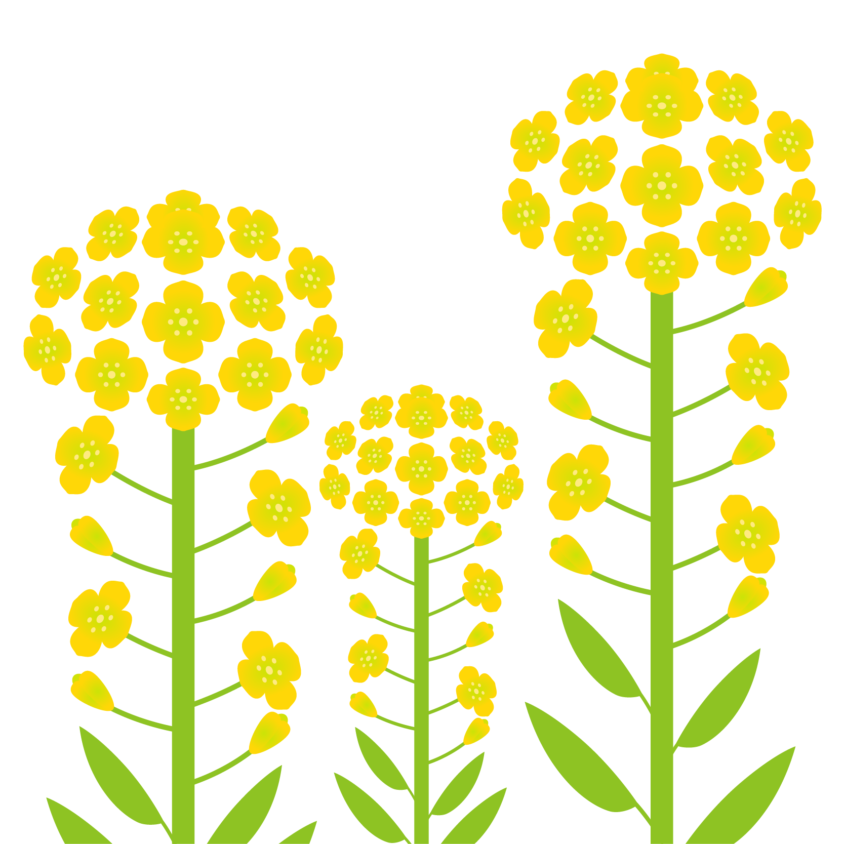 ここからダウンロード 菜の花 の イラスト イラスト画像