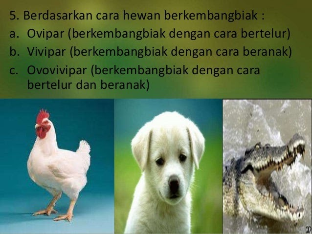  Contoh  Hewan  Mamalia  Dan  Aves Contoh  L