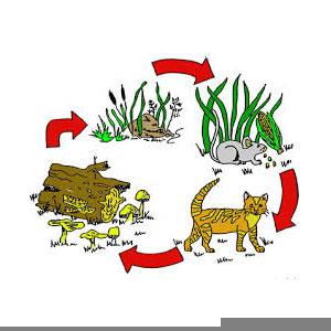 Animals png transparent backgrounds images. Food Chain Clipart Free Images At Clker Com Vector Clip Art Online Royalty Free Public Domain